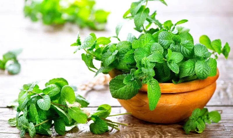 Trồng bạc hà năng suất cao cần tuân thủ kỹ thuật trồng và chăm sóc đúng cách