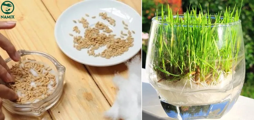 Trồng bằng bông gòn độc đáo, cây xanh tươi tốt