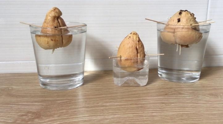 Cách Trồng Cây Bơ Tại Nhà: Hướng Dẫn Chi Tiết Từ Hạt Cho Người Mới