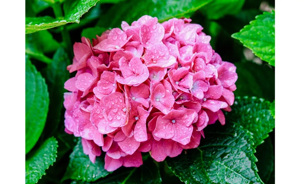 Trồng cẩm tú cầu trong đất phèn để hoa có mày hồng