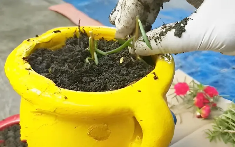 Trồng cành giâm hoa mười giờ đúng kỹ thuật