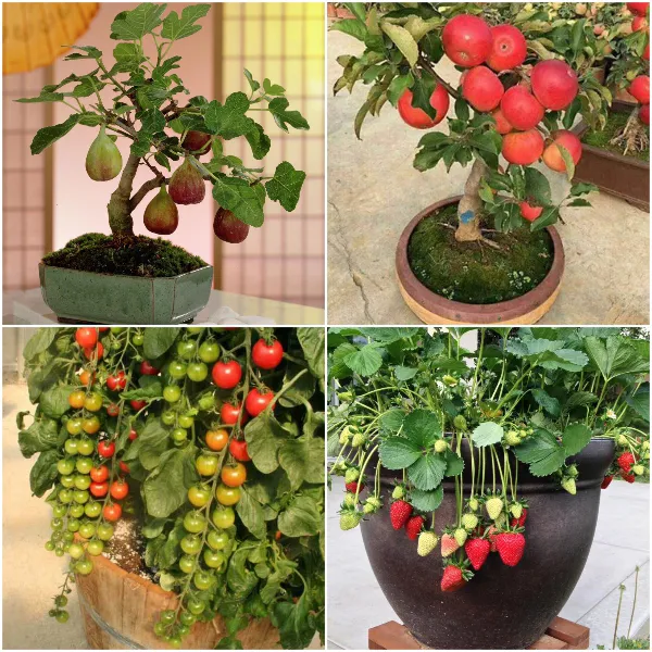 Trồng cây ăn quả trong vườn nhà, minh họa cây trồng trong chậu cảnh lớn.