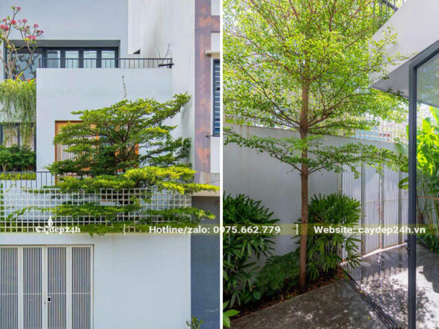 Có Nên Trồng Cây Bàng Đài Loan Trước Nhà: Phân Tích Toàn Diện Về Phong Thủy Và Kỹ Thuật