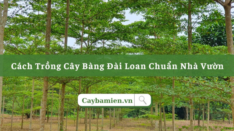 cách trồng cây bàng đài loan: Kỹ Thuật Trồng Và Chăm Sóc Toàn Diện