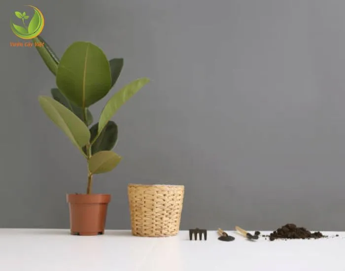 Trồng cây bàng Singapore vối điều kiện tốt giúp cây phát triển khỏe mạnh