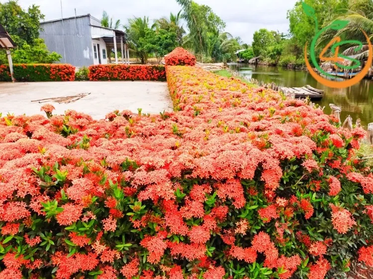 Trồng cây bông trang trước nhà là một lựa chọn tuyệt vời để tạo điểm nhấn cảnh quan rực rỡ, biến mặt tiền ngôi nhà thành một bức tranh thiên nhiên đầy màu sắc