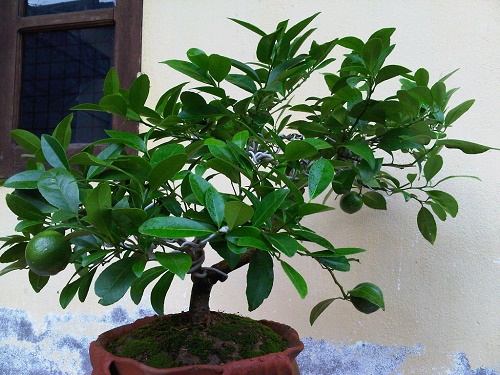 Cách Trồng Cây Chanh Trong Chậu Ra Quả Sai Trĩu: Hướng Dẫn Kỹ Thuật Chuyên Sâu