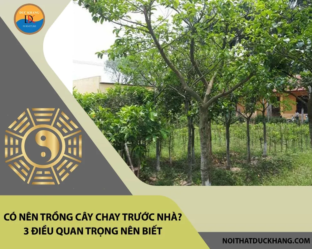 Trồng cây chay trong sân vườn rộng rãi mang lại bình an và không gian xanh mát cho gia đình