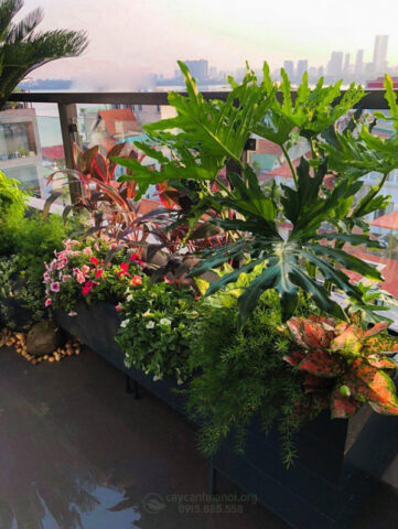 Ban Công Hướng Nam Nên Trồng Cây Gì Chịu Nắng Và Phát Triển Tốt Nhất