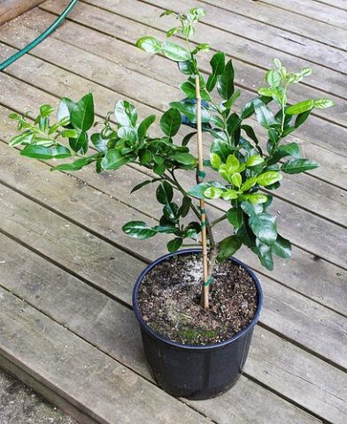 Cách Trồng Cây Chanh Trong Chậu Ra Quả Sai Trĩu: Hướng Dẫn Kỹ Thuật Chuyên Sâu