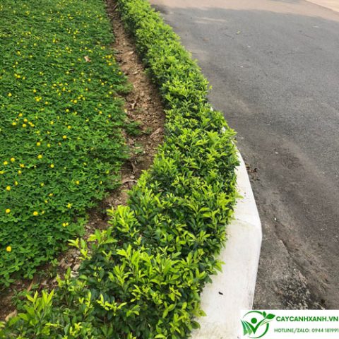 Cách Trồng Cây Tần Dày Lá: Hướng Dẫn Chi Tiết A-Z Để Cây Phát Triển Tốt