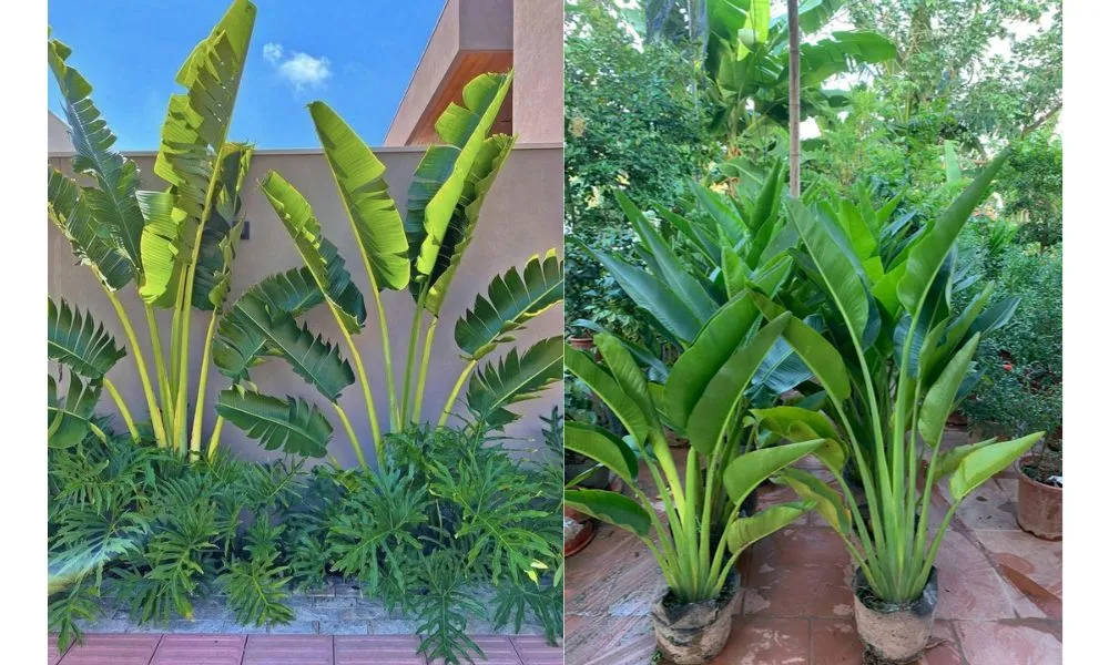 Trồng cây chuối rẻ quạt bằng cây con