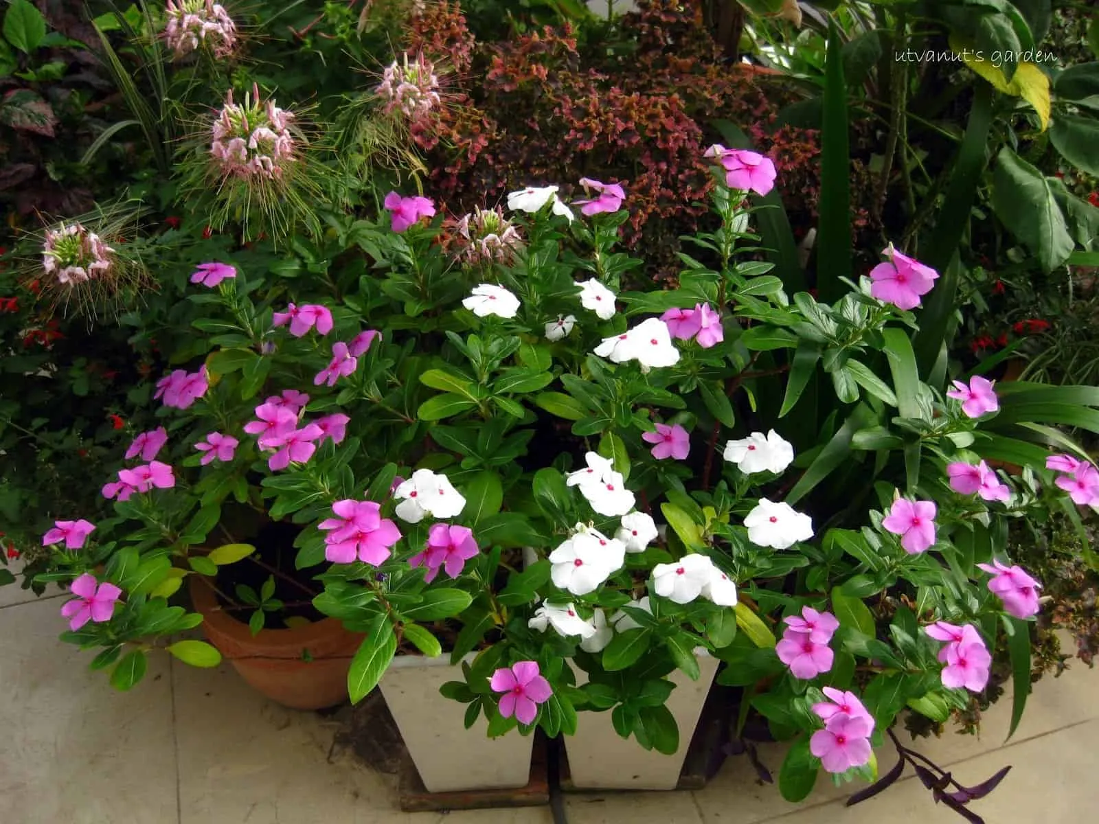 Trồng cây dừa cạn ghép nhiều màu hoa khác nhau