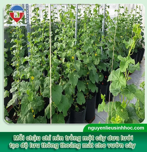 Trồng cây dưa lưới con vào chậu lớn và tạo giàn leo giúp cây sinh trưởng khỏe mạnh