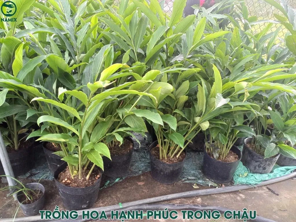 Trồng cây hoa hạnh phúc trong chậu với đất tơi xốp, giúp cây phát triển và ra hoa tươi tốt