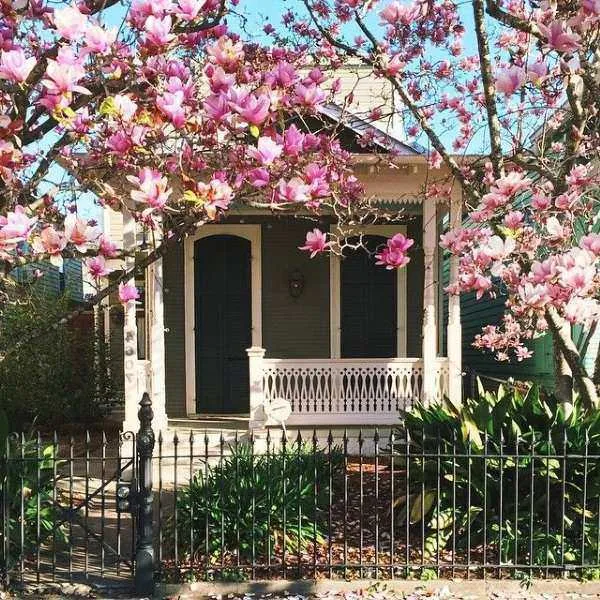 Trồng cây Hoa Mộc Lan trước nhà theo phong thủy