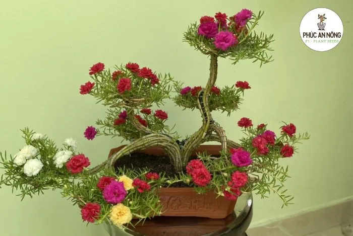 Trồng cây hoa mười giờ bonsai sáng tạo