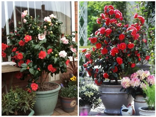 trồng cây hoa trà my trong chậu với nụ hoa đang hé nở báo hiệu mùa xuân đến