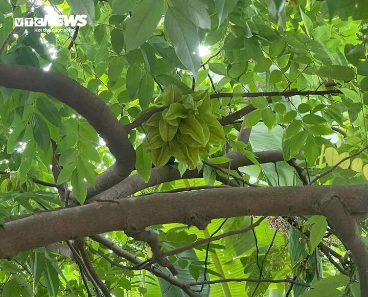 Trồng cây khế trước nhà cần cân nhắc không gian và phong thủy