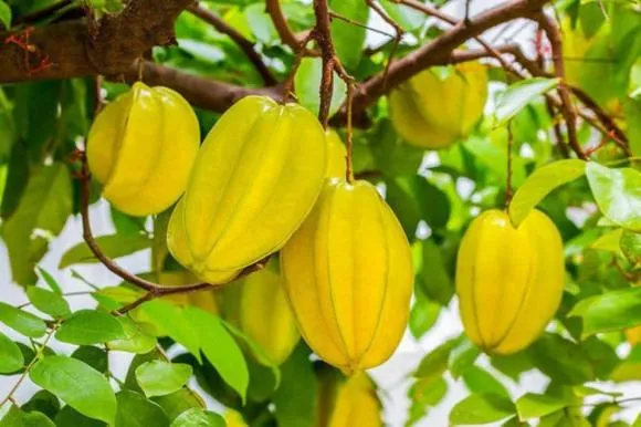 Trồng cây khế trước nhà là một trong những cách thu hút phúc lộc và may mắn (https://s1.media.ngoisao.vn/resize_580/news/2025/07/17/huong-dan-trong-cay-khe-tren-san-thuong-sai-triu-qua-e1650785581676-ngoisaovn-w960-h640.jpg)