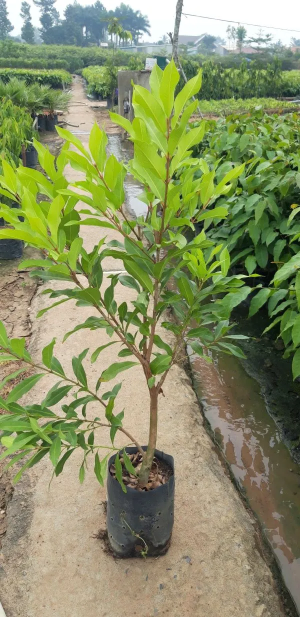 Trồng cây lá vối bằng cây giống