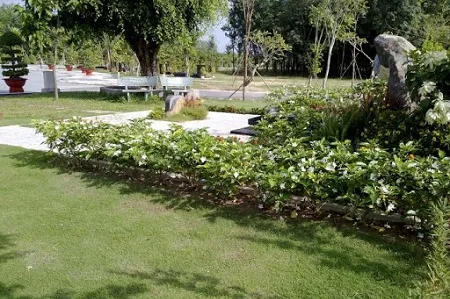 Trồng cây lài tây làm viền cho khuân viên tiểu cảnh, tạo không gian xanh mát và hương thơm dịu