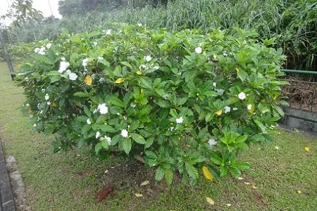 Trồng cây lài tây tổ đẹp cảnh quan đô thị, mang lại sự tinh tế và hương thơm cho không gian công cộng