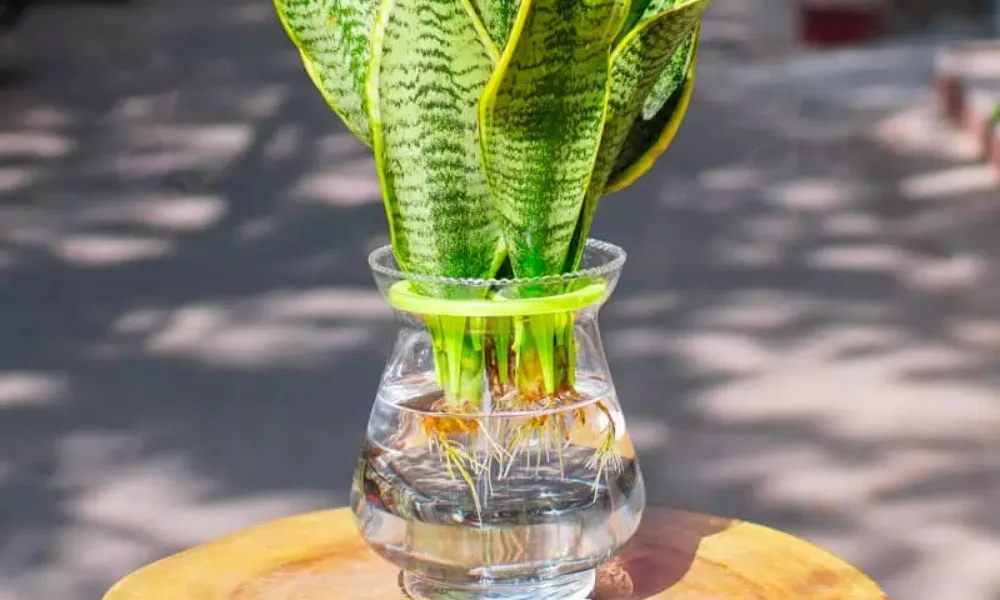 Trồng cây lưỡi hổ bằng nước: Giâm cành thủy canh cần chọn giống khỏe mạnh và cung cấp dung dịch dinh dưỡng.