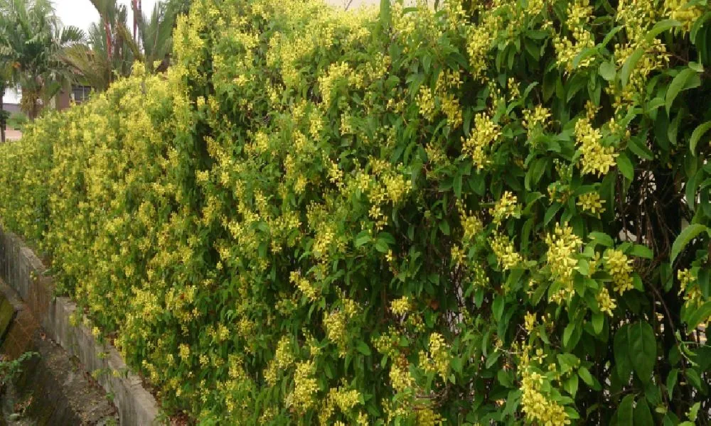 Trồng cây mai hoàng yến trước nhà giúp tăng thêm vẻ đẹp cho không gian sống và mang lại tài lộc