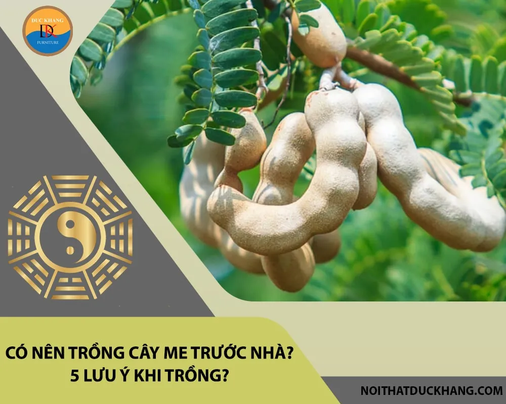 Trồng cây me trước nhà cần lưu ý các quy tắc phong thủy về vị trí và ánh sáng