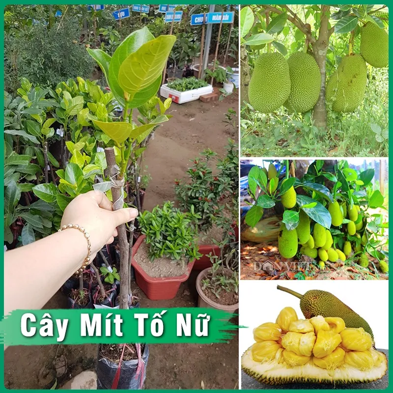 Trồng cây mít tố nữ giống
