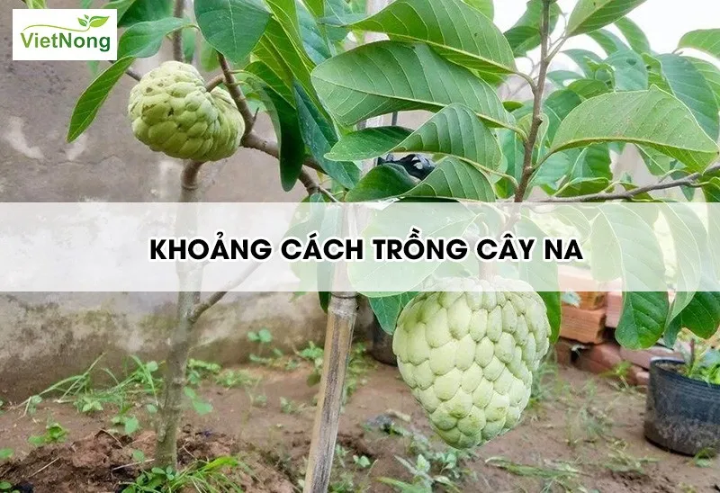 Trồng cây na trong chậu hoặc đất vườn, chuẩn bị trước khi xác định khoảng cách trồng