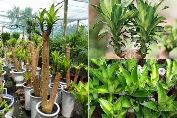 Có Nên Trồng Cây Phát Lộc Trong Nhà Để Thu Hút Tài Lộc Và Vượng Khí Chuyên Sâu