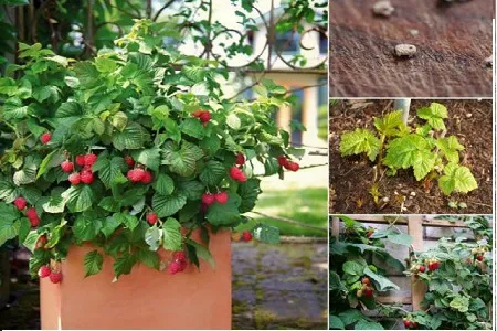 Trồng cây phúc bồn tử trong chậu cảnh tại gia