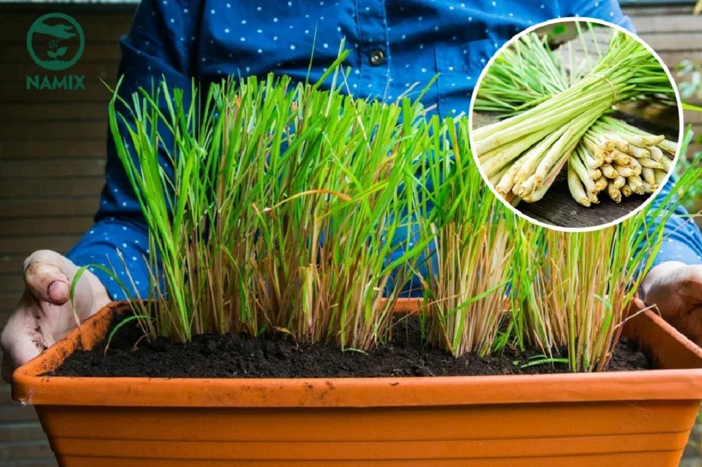 Trồng cây sả đúng cách để tận dụng tối đa lợi ích trong ẩm thực và dược liệu