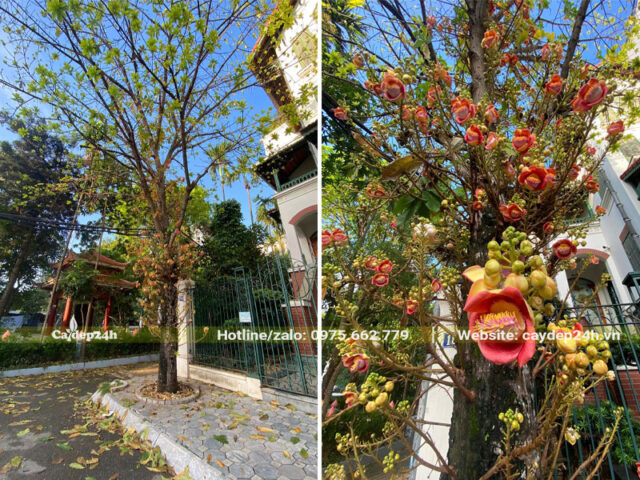 Có Nên Trồng Cây Sala Trước Nhà: Phân Tích Đặc Điểm Và Phong Thủy Chuyên Sâu