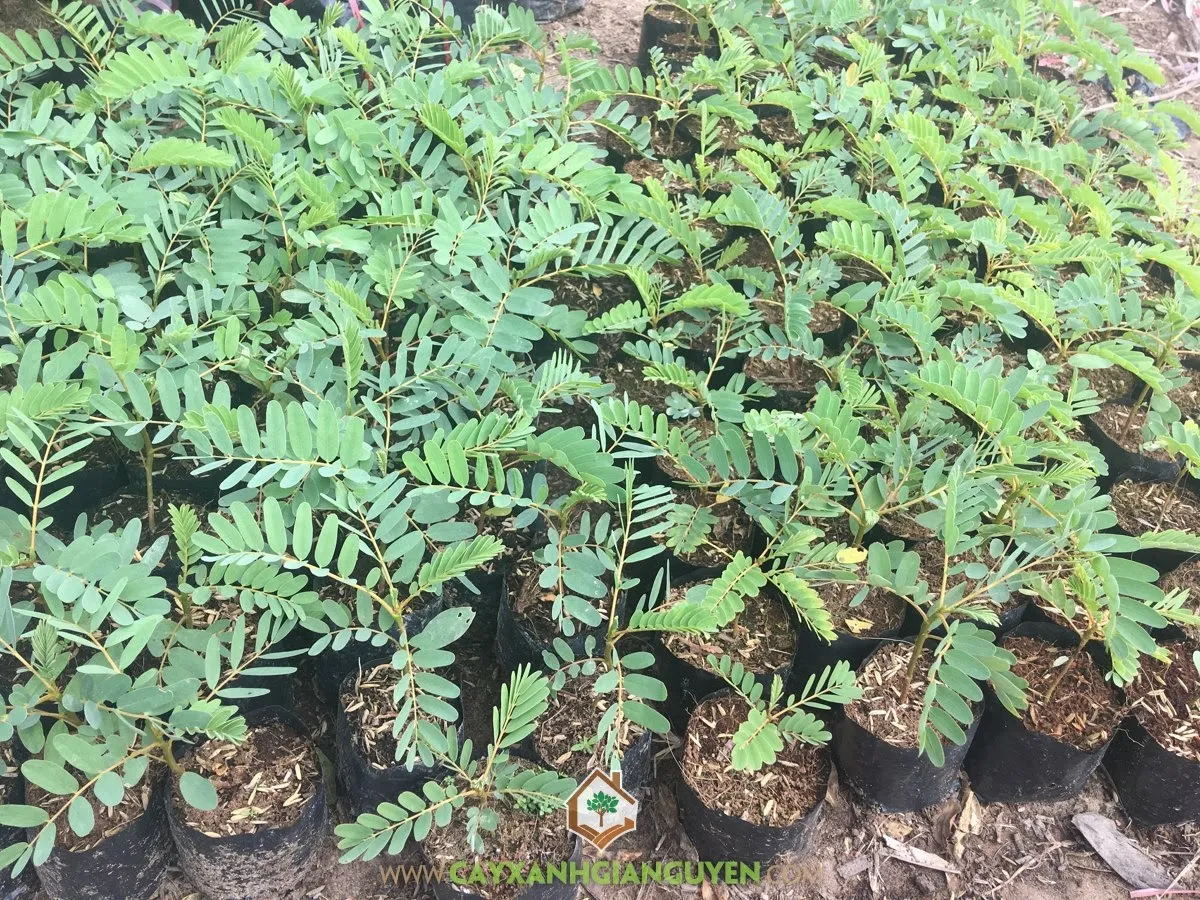 Trồng cây so đũa trong chậu cần đảm bảo đủ ánh sáng và chế độ dinh dưỡng