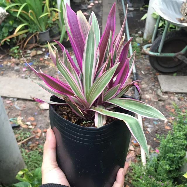 Trồng cây Sò Huyết