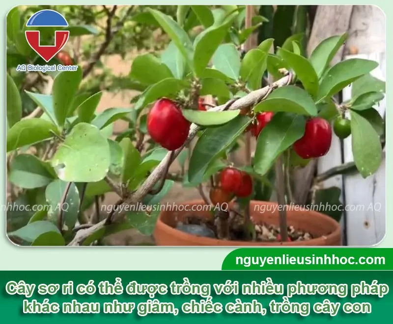 Trồng cây sơ ri tại nhà với cách giâm cành, chiết cành hoặc trồng cây con mau lớn, cho quả sai trĩu