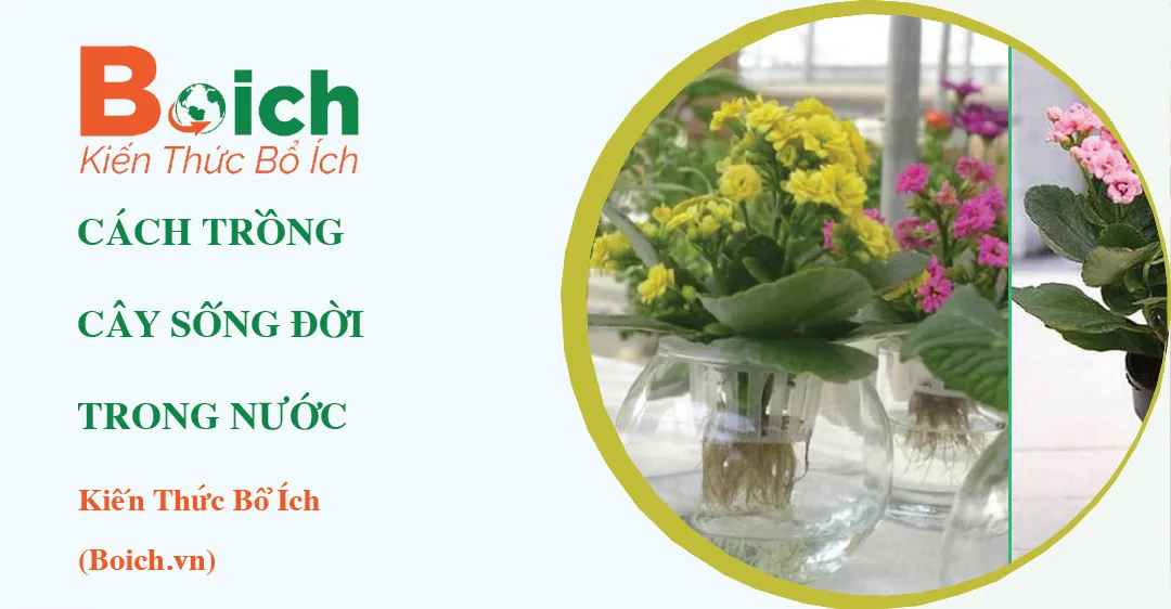 Trồng cây sống đời trong nước trong bình thủy tinh