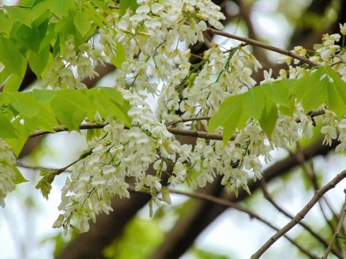 Trồng cây sưa trước nhà mang đến lợi ích cả về mặt trang trí lẫn phong thủy