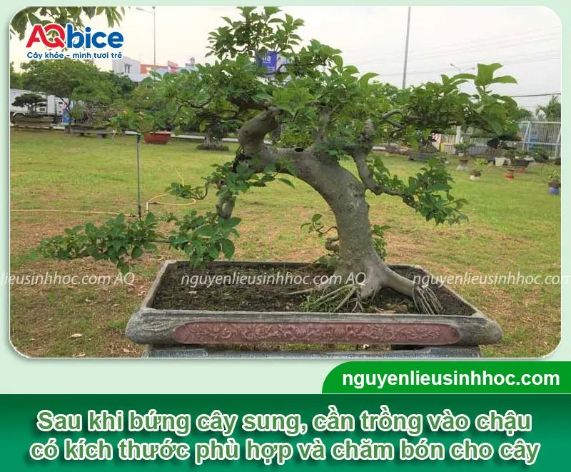 Trồng cây sung trong chậu