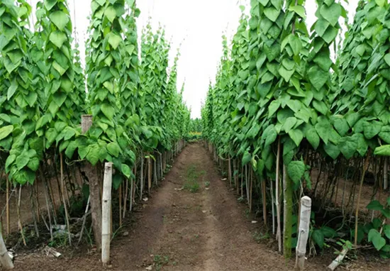 trồng cây sương sâm lông leo giàn đạt năng suất cao