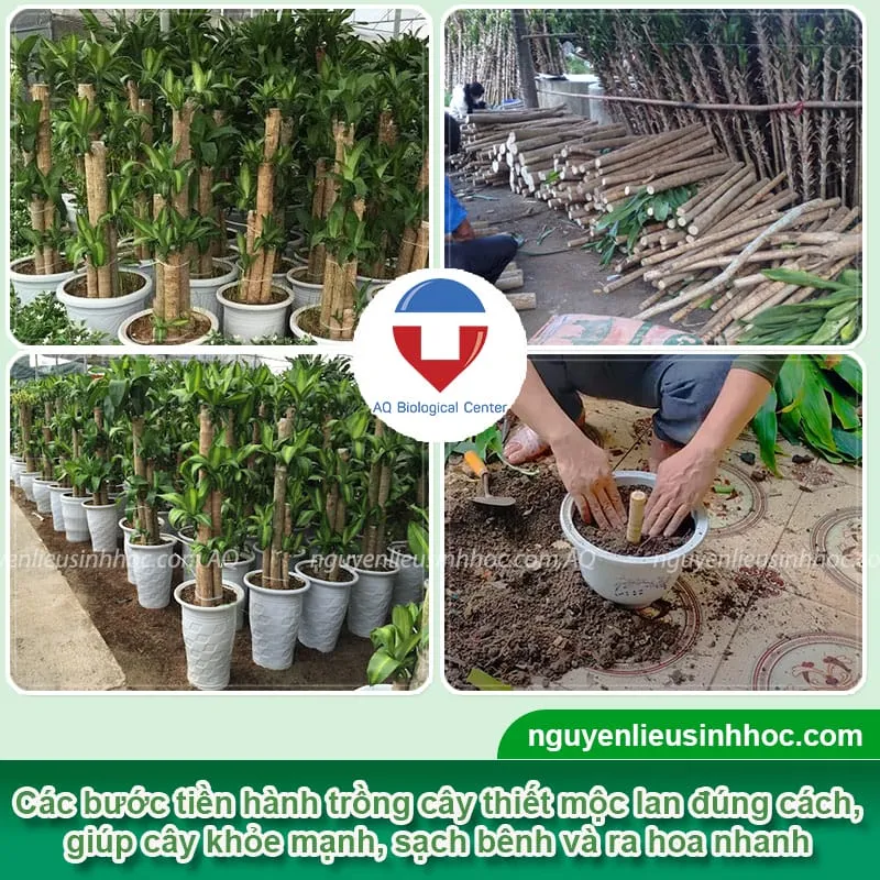 Trồng cây thiết mộc lan trong chậu tại nhà, rễ phát triển khỏe mạnh là chìa khóa của cách chăm sóc thiết mộc lan ra hoa