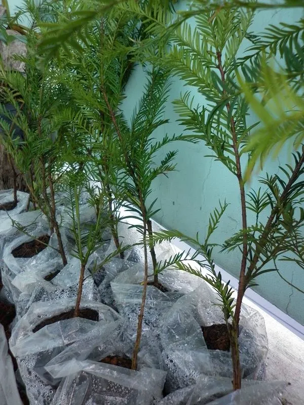 Trồng cây thông đỏ trong vườn ươm