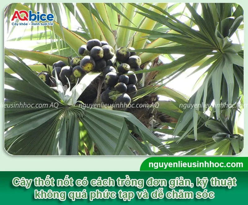 Trồng cây thốt nốt không chỉ lấy quả hay nước uống mà phần lá hay thân còn tận dụng để làm vật liệu xây dựng và đồ thủ công mỹ nghệ