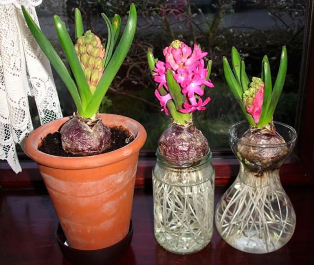 Trồng cây Tiên Ông thủy sinh