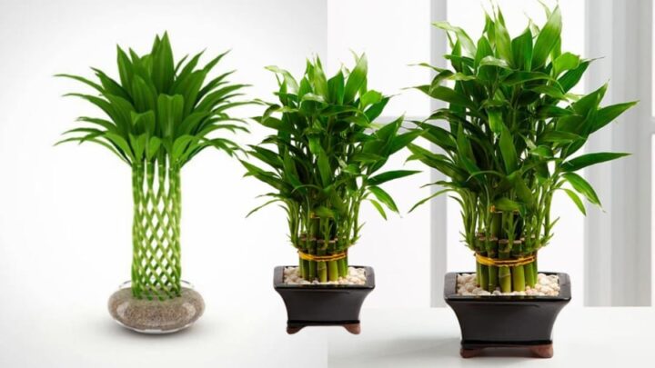 Cách Trồng Cây Trúc Phú Quý: Hướng Dẫn Chi Tiết Từ A Đến Z Để Thu Hút Tài Lộc