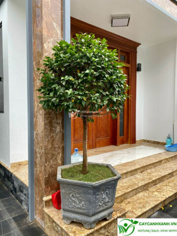 Nên Trồng Cây Bóng Mát Gì Trước Nhà Để Thu Hút Tài Lộc và May Mắn?