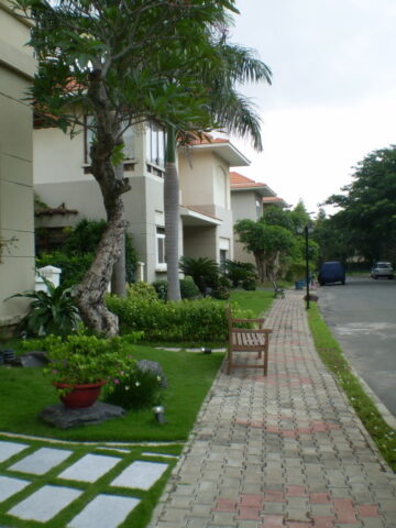 Có Nên Trồng Cây Xanh Trước Nhà Không: Phong Thủy Đúng Và Lợi Ích Thiết Thực Nhất